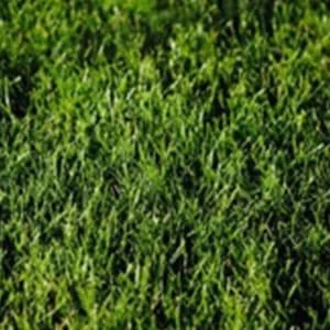 Lawn Maintenance Tips - Fertilizing