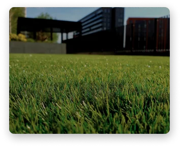 Fresh lawn on a backyard