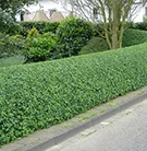 oval bushes