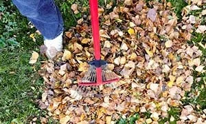 Fall Lawn Clean Up