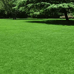 Year Round Lawn Care